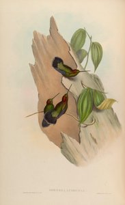 Doryfera ludoviciae door John Gould